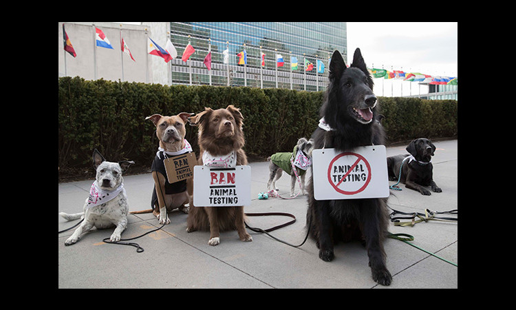 The Body Shop và tổ chức Quốc Tế Cruelty Free International triển khai chiến dịch "Phản đối việc thử nghiệm mỹ phẩm trên động vật"