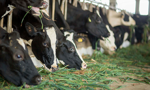 Mộc Châu Milk - Hành trình 60 năm gìn giữ nguồn sữa từ thảo nguyên 